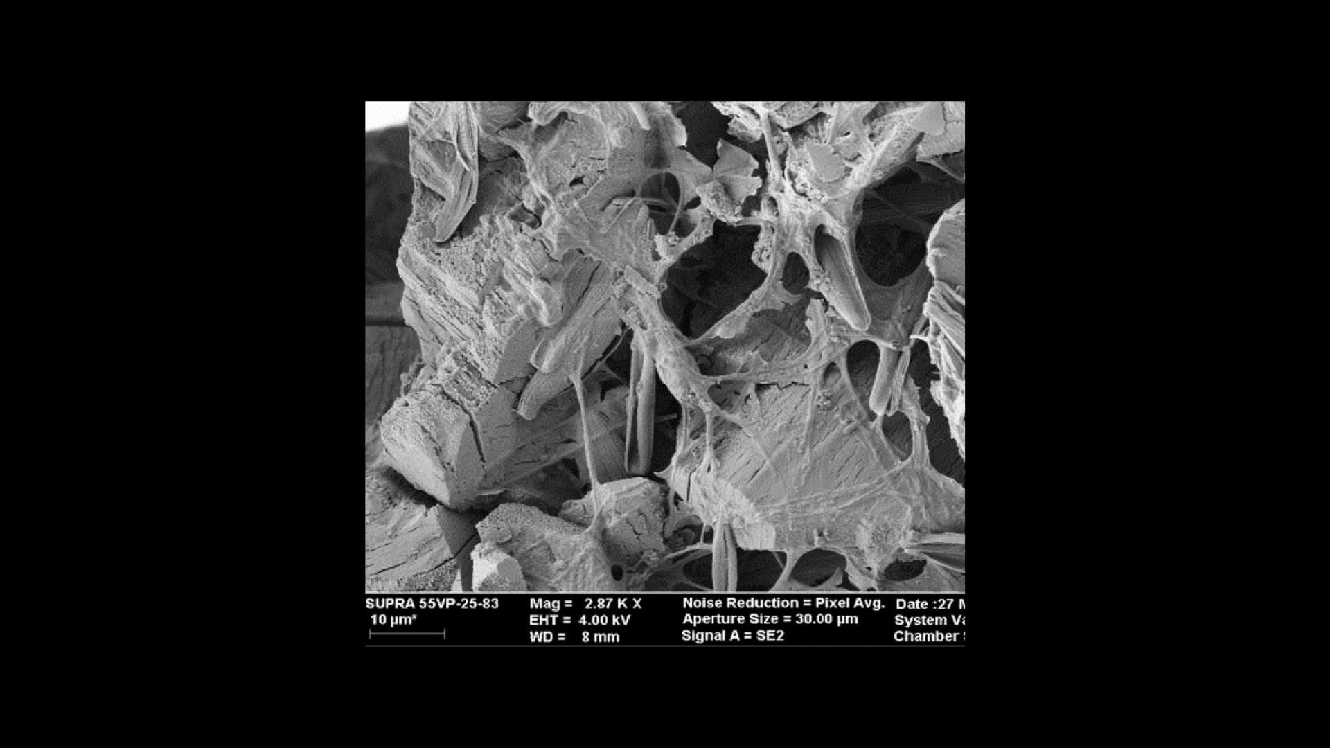 Exopolysaccharides (EPS) Covering Empty Diatom Frustules