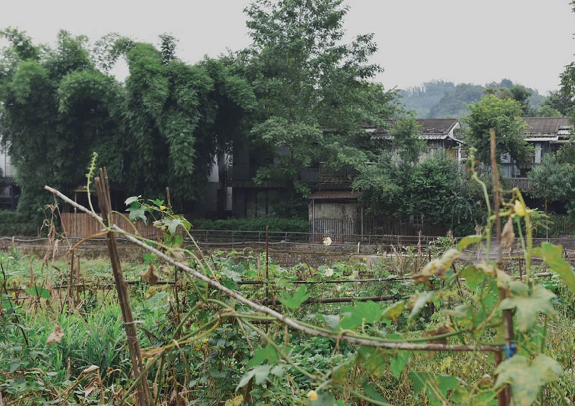 vegetable field