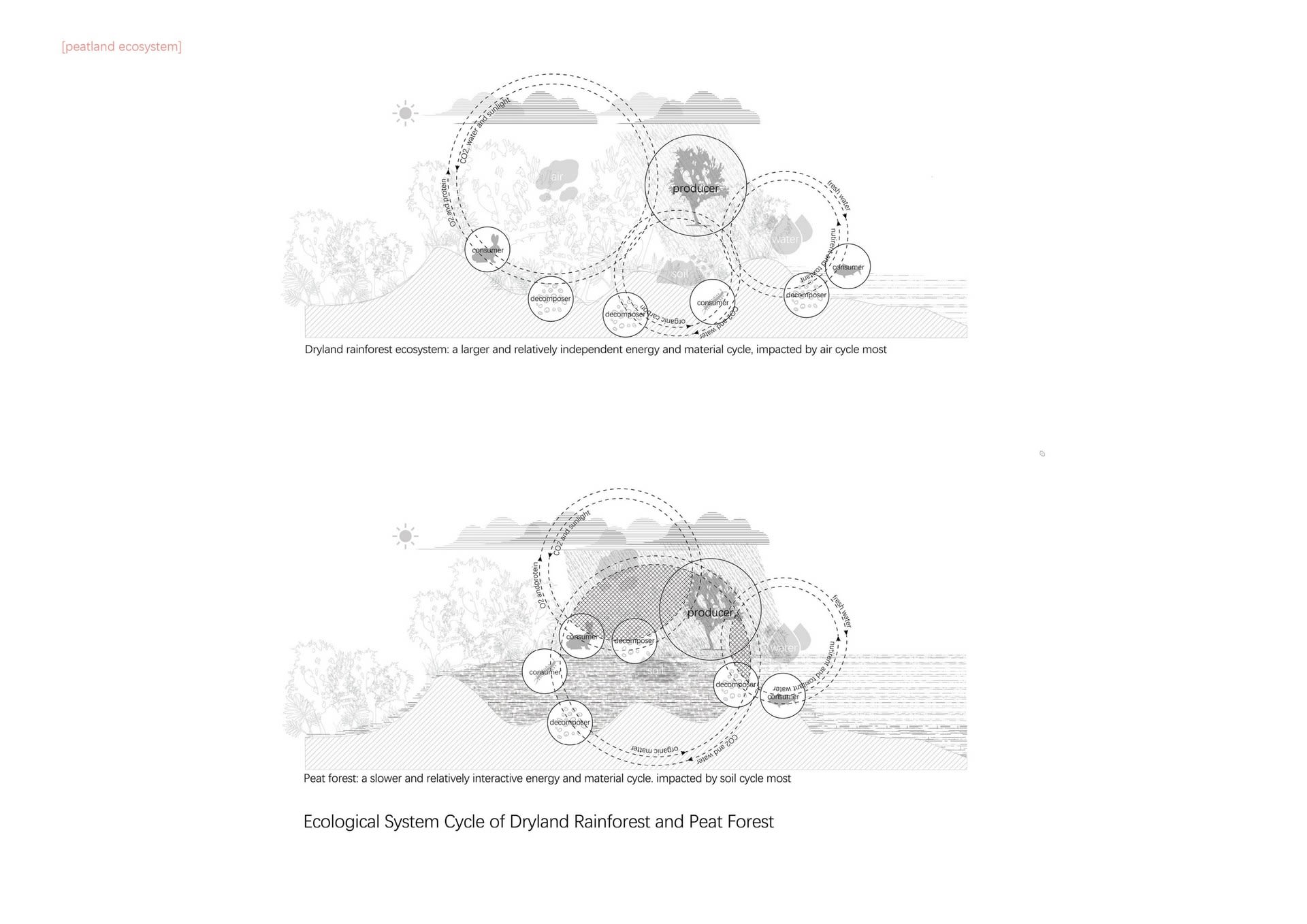 Peatland Ecosystem