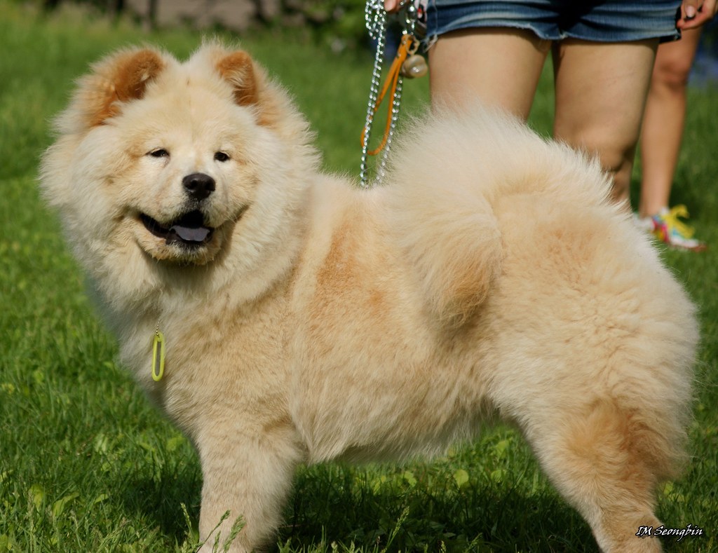expensive chow chow