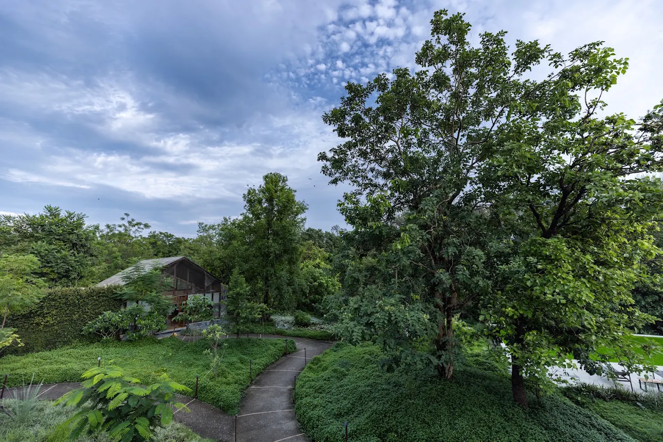 Saraca Corbett Saraca Corbett