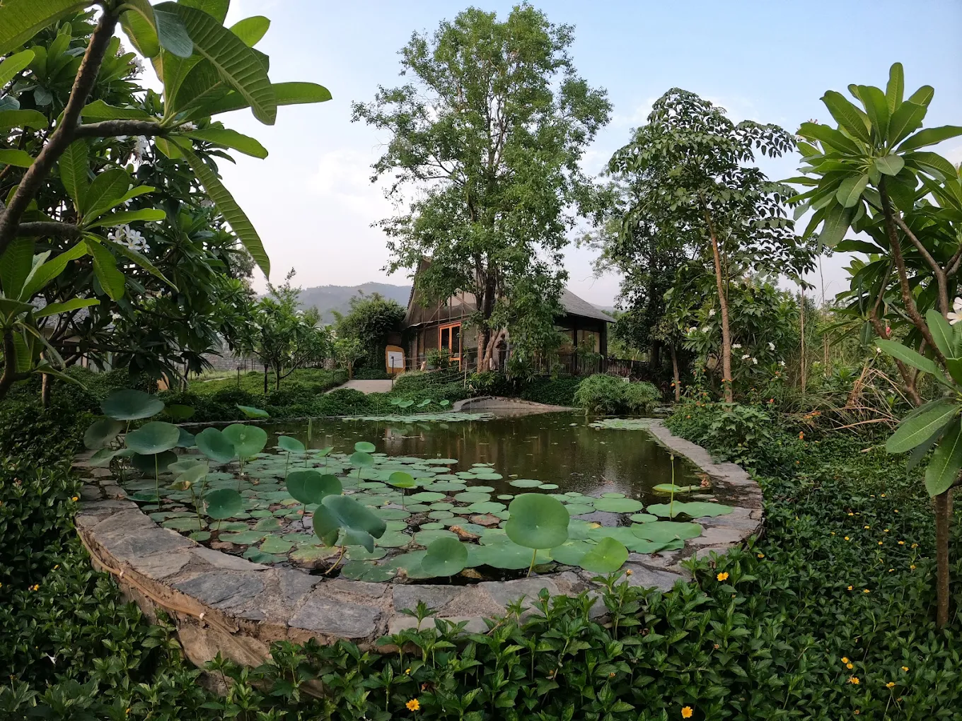Saraca Corbett Saraca Corbett