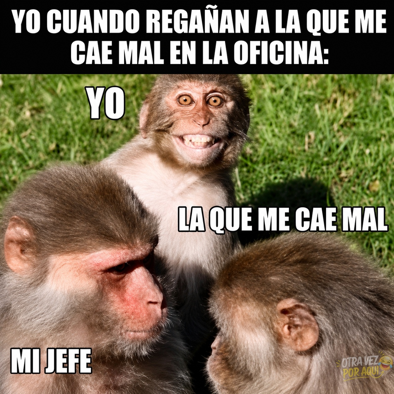 Meme con tres monos en el césped. Uno representa al jefe regañando seriamente a una compañera, mientras otro al fondo sonríe con picardía y felicidad.