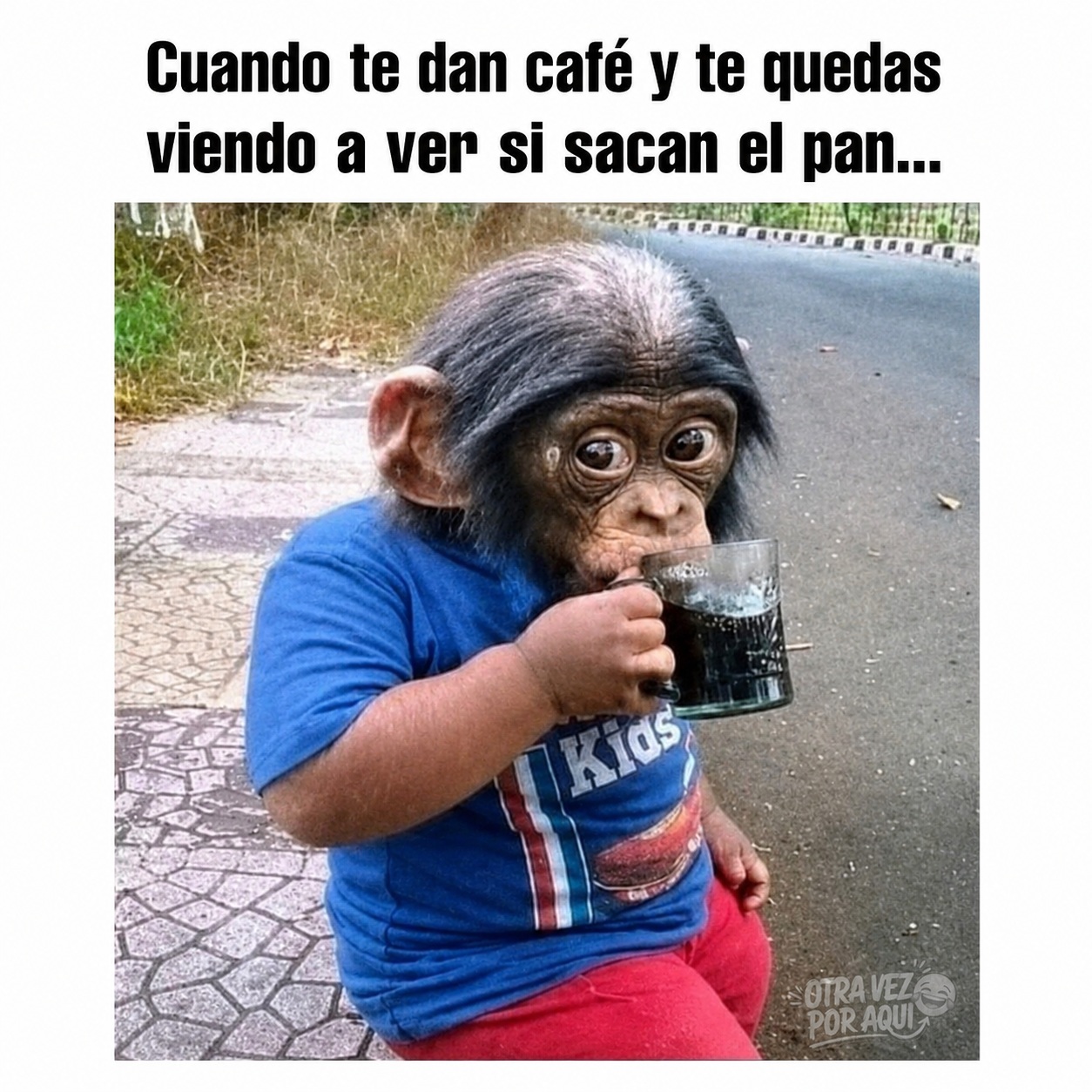 Meme de un pequeño chimpancé con camiseta azul que bebe café de una taza de vidrio mientras mira fijamente con ojos muy abiertos y expectantes.