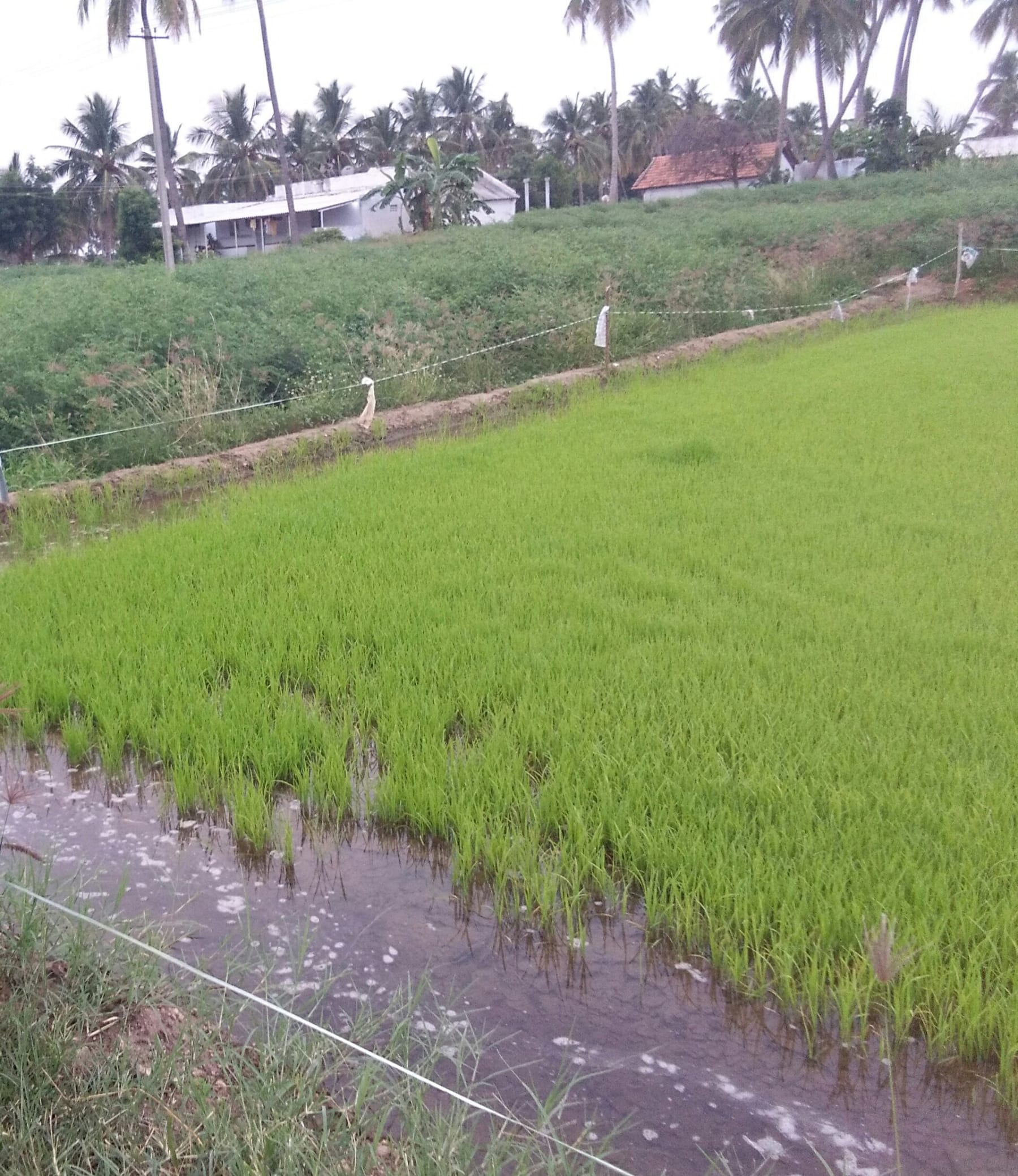 Agricultural land in India - representative image for land records