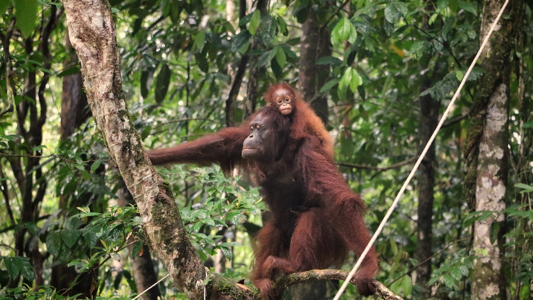 Bornean orangutan - representative species image, not one of the rescued Odisha animals