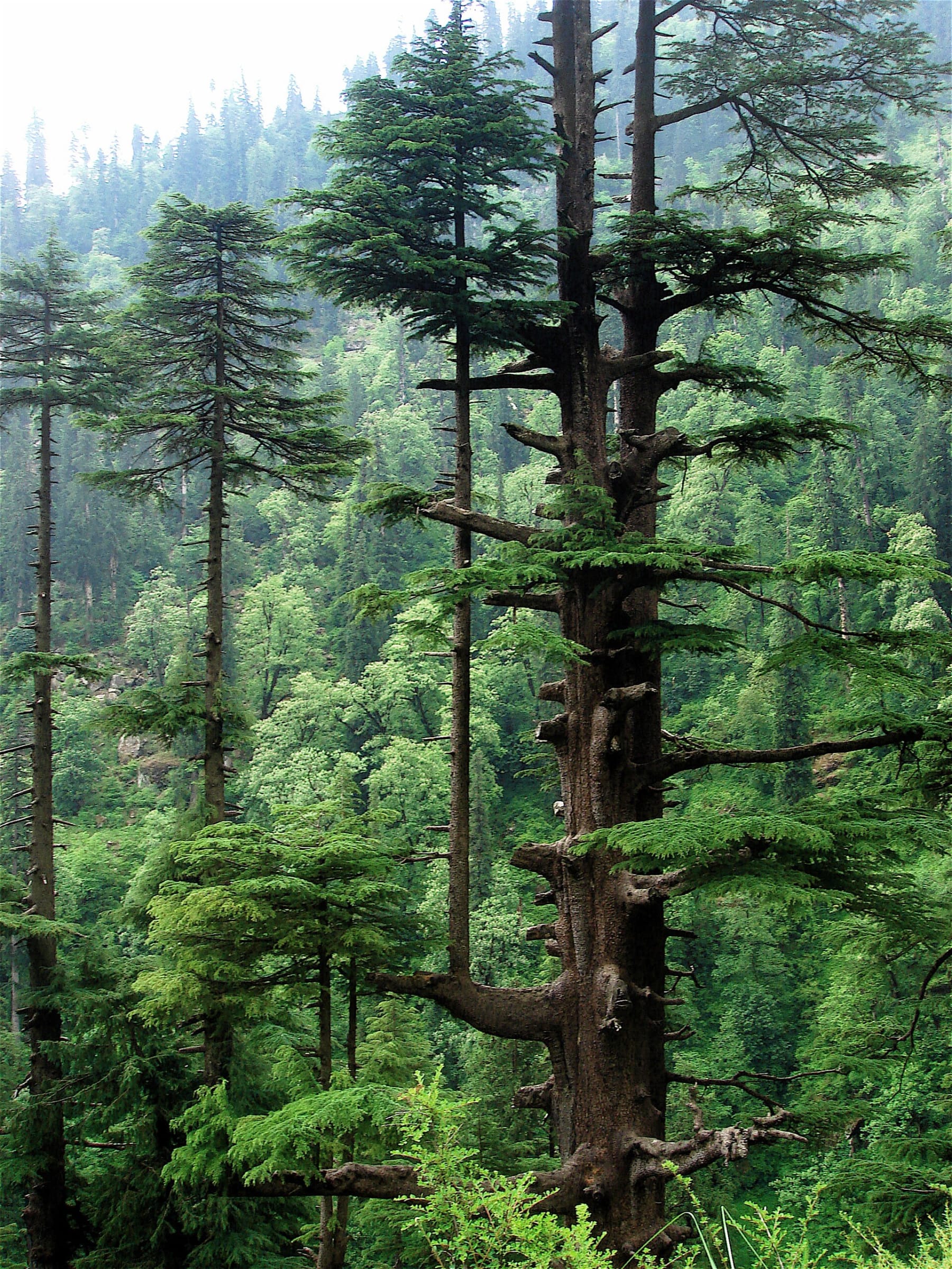 Deodar forest in Manali, Himachal Pradesh - representative file photo