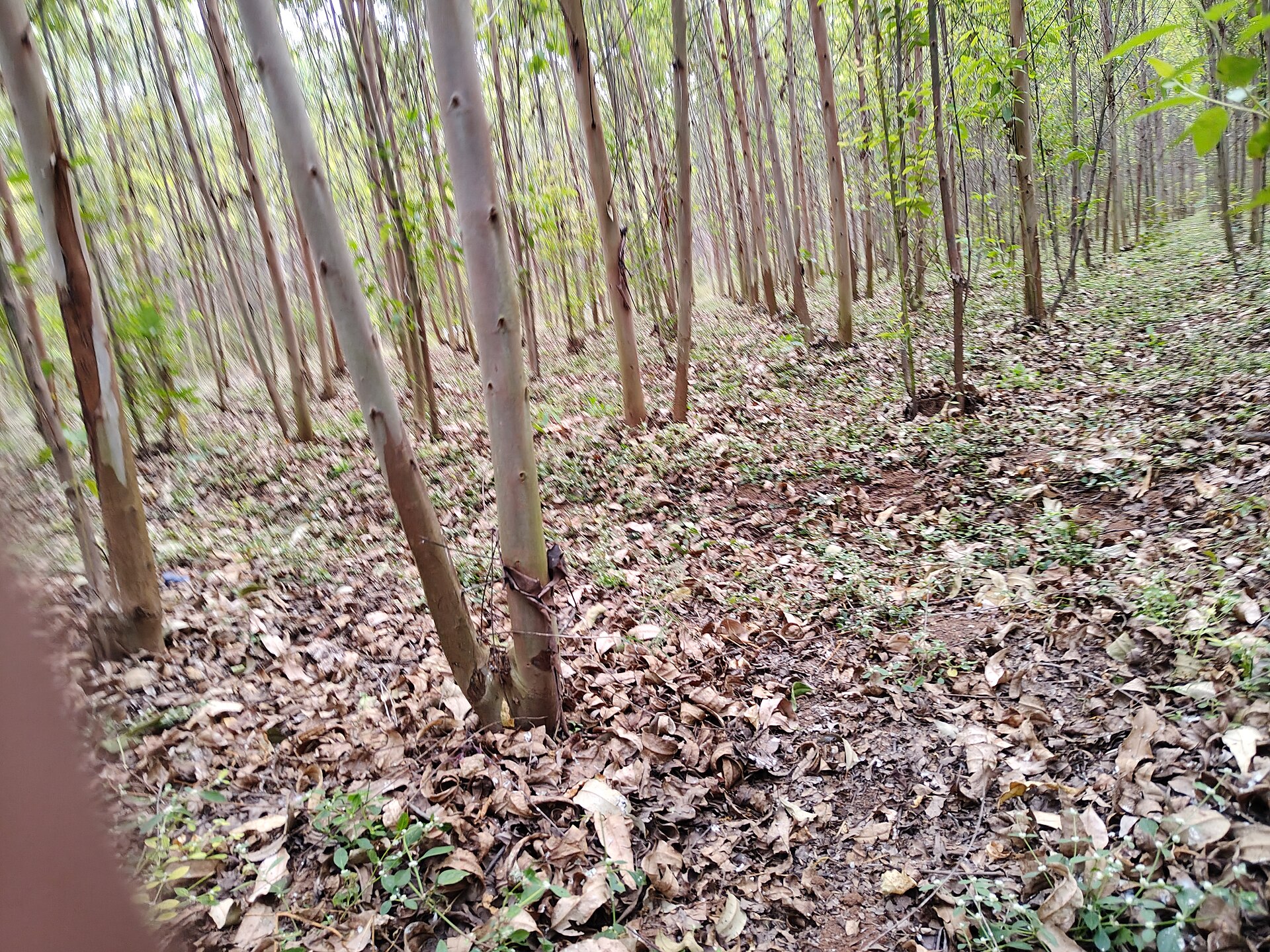 Agro-forestry plantation in India - representative image for trees outside forests