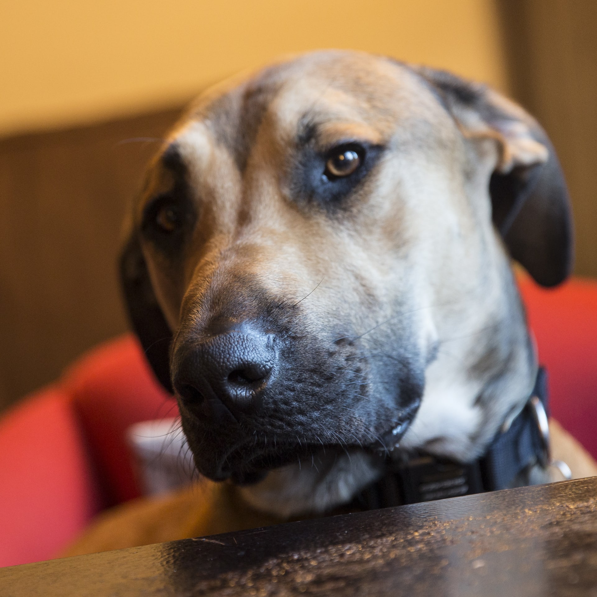 The Queens Head gallery image