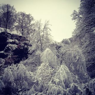 Trees covered in snow