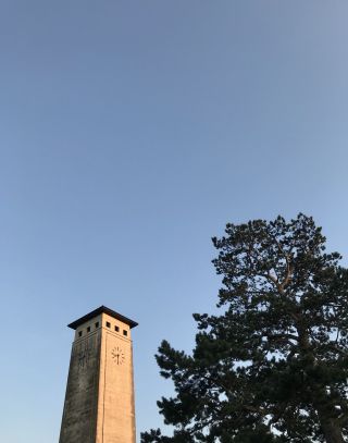 A clock tower of a council building lit by the morning sun next to a tree in leaf.