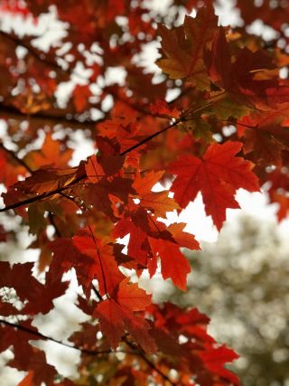 Crisp red sycamore leaves against the October sun.