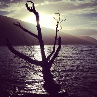 A tree silhouette in front of a loch