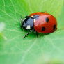 a lady bug