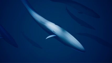 Screenshot of Abzu game. Swimming alongside a huge whale