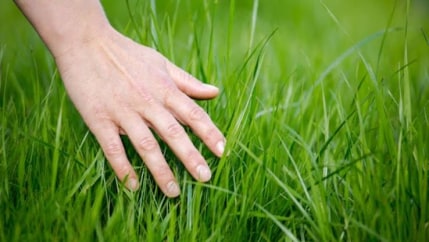A hand touching grass.