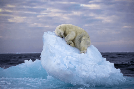 A polar bear is resting atop a small iceberg, curled up with its head resting on its paw, seemingly asleep. The iceberg floats on a calm sea with a soft gradient of colors in the sky above, transitioning from the purple hues of twilight to a gentle blue.