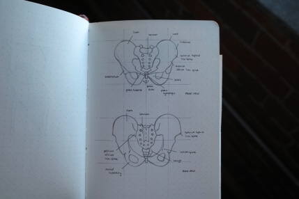 front and back view of pelvis, with annotations