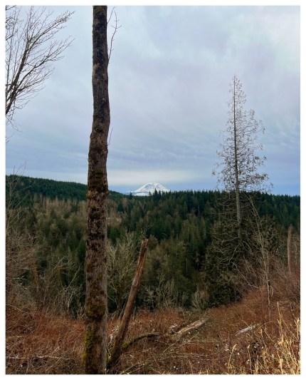 Mount Rainier in the distance, lush evergreens in front of it.