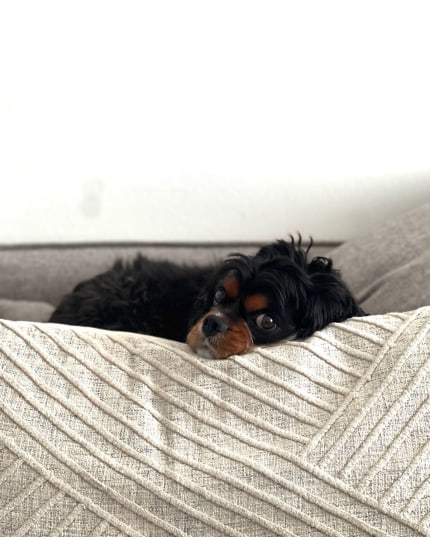 dog lying on a pillow, looking directly at the camera