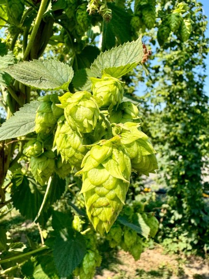 Hops in the sun