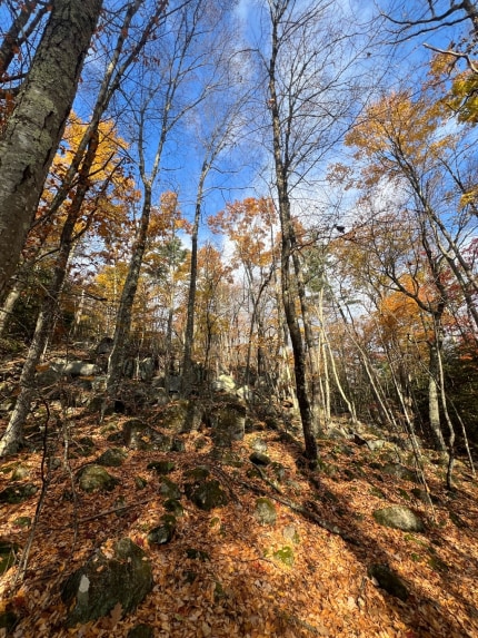 Foliage in a forest of birch trees with yellow and orange leaves close to Lake George, NY