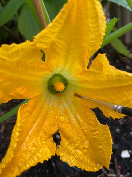 A zucchini flower with a paintbrush dusting off the flower’s pollen