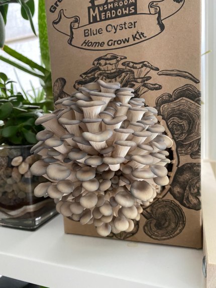 A growing blue oyster mushroom