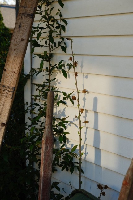 Evening light bouncing off a neighbor's window on some white house siding, making a little sunny patch on some climbing plants