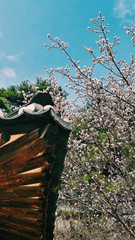 Composition of a Cherry blossom tree and traditional architecture