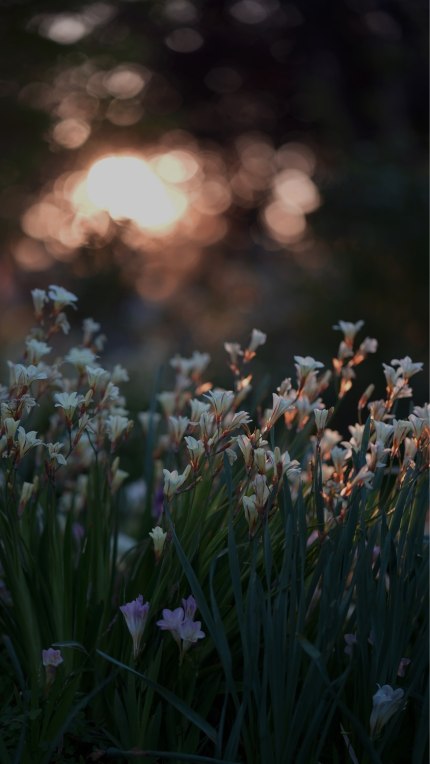 Golden hour rays hitting spring flowers