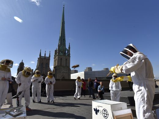 636603430371407636-042618-tm-Bees212