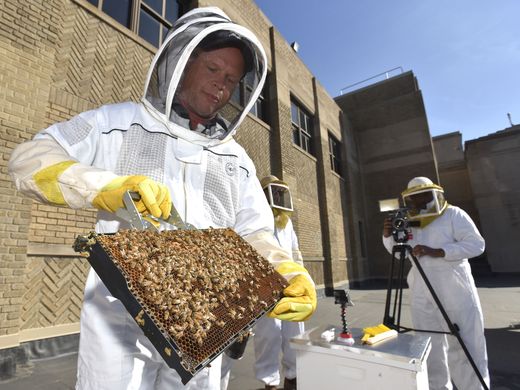 636603426541320188-042618-tm-Bees102