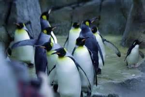 penguins