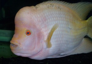 Belle-Isle-Aquarium-opens-doors1-300x210