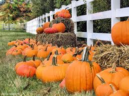 pumpkin