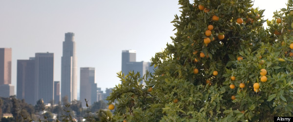 r-URBAN-FARMING-large