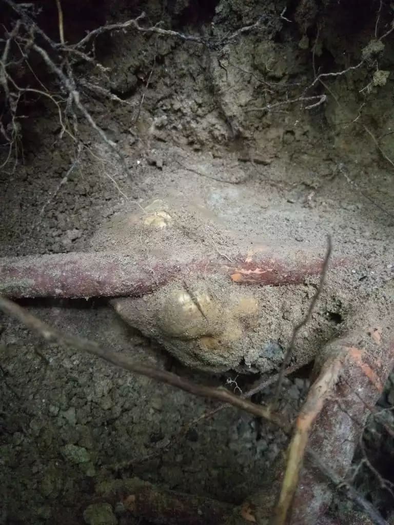 Hidden white truffle