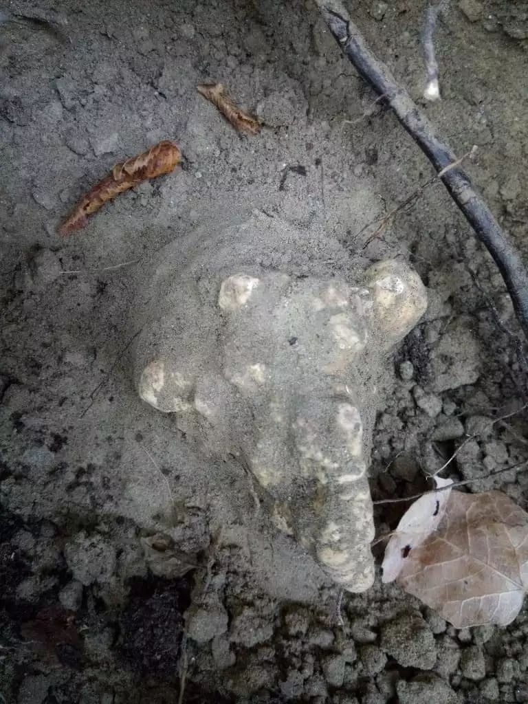 A hidden white truffle