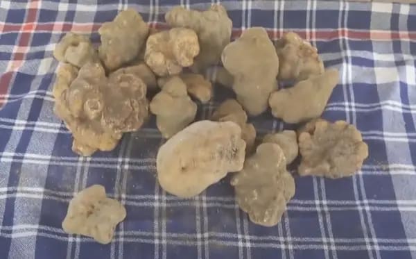 white-truffles