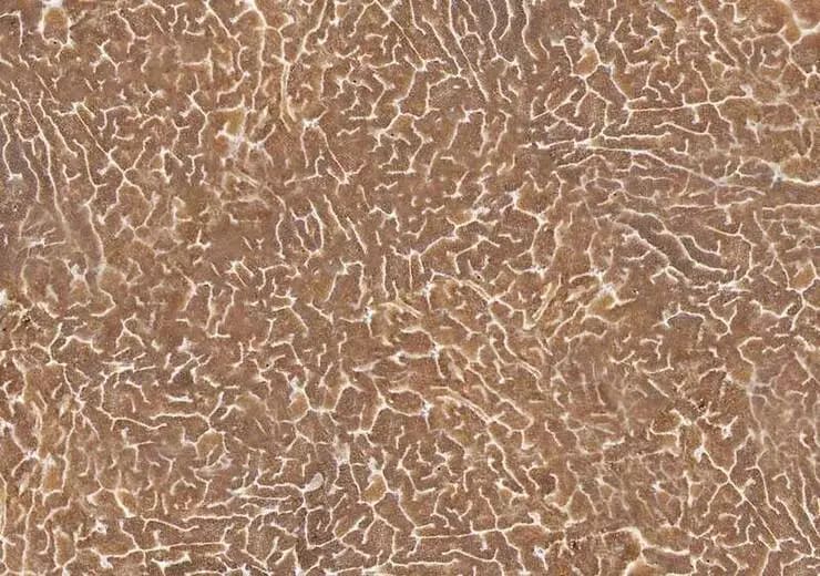 white-truffles-pulp.