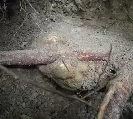 hidden-white-truffle