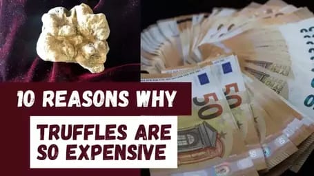 Why are truffles so expensive?