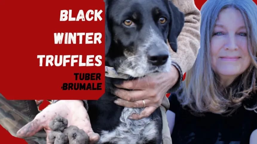 How to find black winter truffles