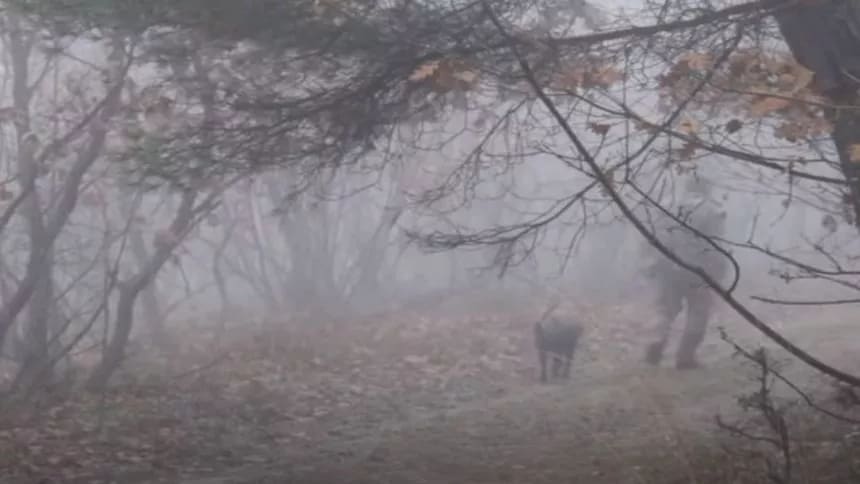 How to find truffles