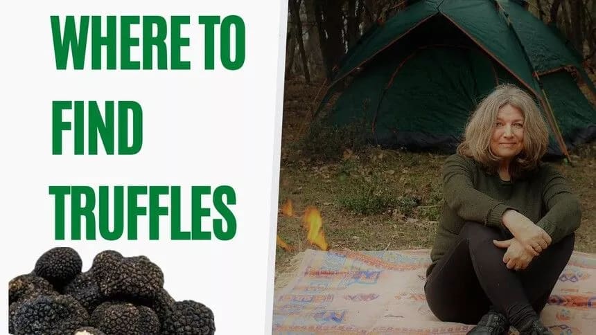 where to find truffles