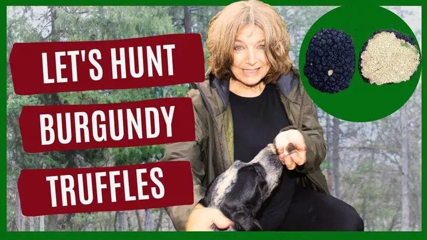 Lets hunt for burgundy truffles