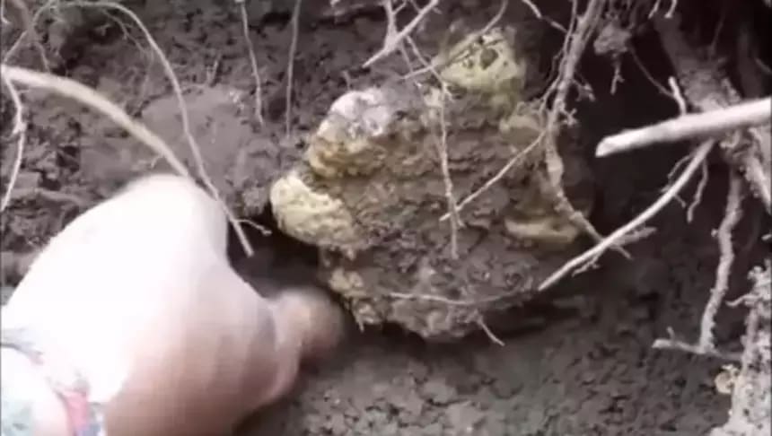 How to dig out truffles