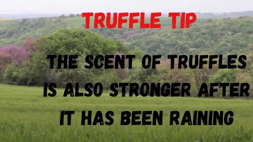 hunt for black summer tuffles