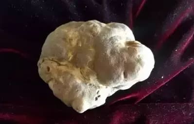 White Truffles at Christmas